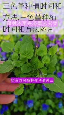 三色堇种植时间和方法,三色堇种植时间和方法图片