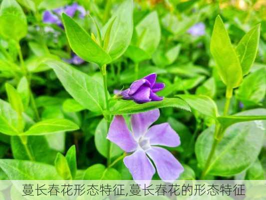 蔓长春花形态特征,蔓长春花的形态特征