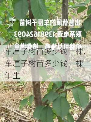 车厘子树苗多少钱一棵,车厘子树苗多少钱一棵二年生-第3张图片-花卉百科