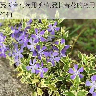 蔓长春花药用价值,蔓长春花的药用价值-第1张图片-花卉百科