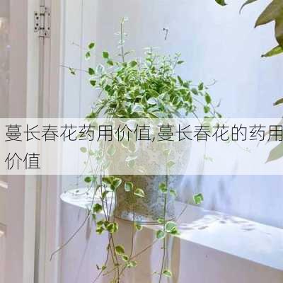 蔓长春花药用价值,蔓长春花的药用价值-第3张图片-花卉百科