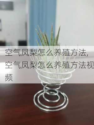 空气凤梨怎么养殖方法,空气凤梨怎么养殖方法视频