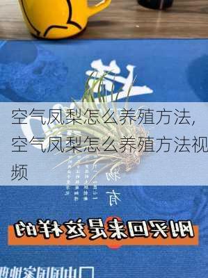 空气凤梨怎么养殖方法,空气凤梨怎么养殖方法视频-第2张图片-花卉百科