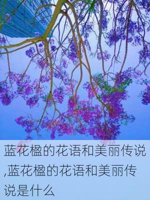 蓝花楹的花语和美丽传说,蓝花楹的花语和美丽传说是什么