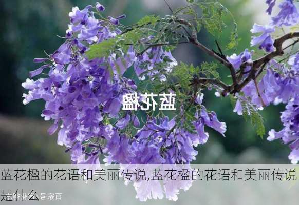 蓝花楹的花语和美丽传说,蓝花楹的花语和美丽传说是什么-第3张图片-花卉百科