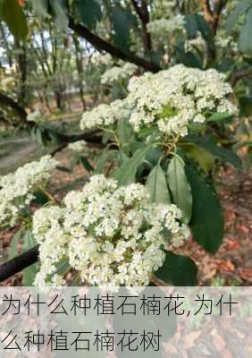 为什么种植石楠花,为什么种植石楠花树