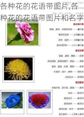 各种花的花语带图片,各种花的花语带图片和名字