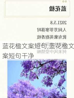 蓝花楹文案短句,蓝花楹文案短句干净