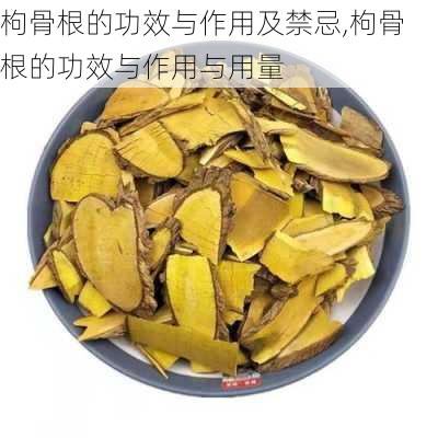 枸骨根的功效与作用及禁忌,枸骨根的功效与作用与用量