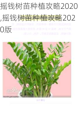 摇钱树苗种植攻略2020,摇钱树苗种植攻略2020版