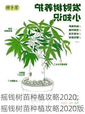 摇钱树苗种植攻略2020,摇钱树苗种植攻略2020版-第3张图片-花卉百科