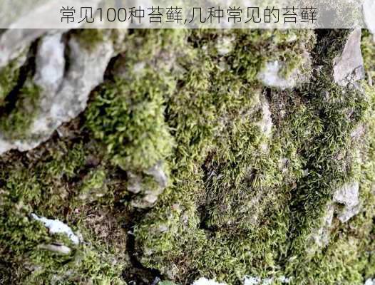 常见100种苔藓,几种常见的苔藓