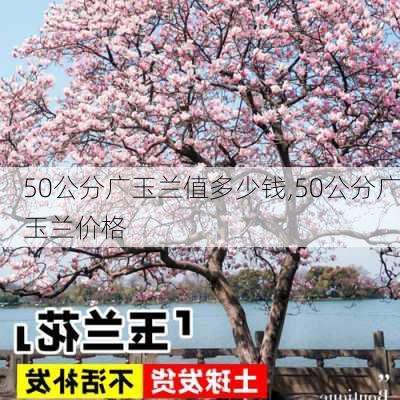 50公分广玉兰值多少钱,50公分广玉兰价格-第2张图片-花卉百科