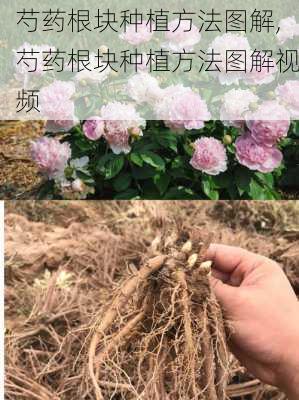 芍药根块种植方法图解,芍药根块种植方法图解视频