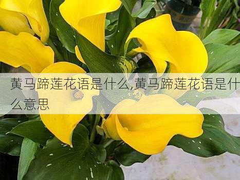 黄马蹄莲花语是什么,黄马蹄莲花语是什么意思