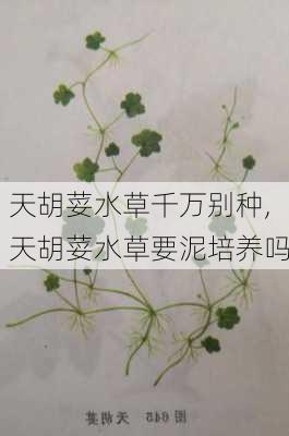 天胡荽水草千万别种,天胡荽水草要泥培养吗