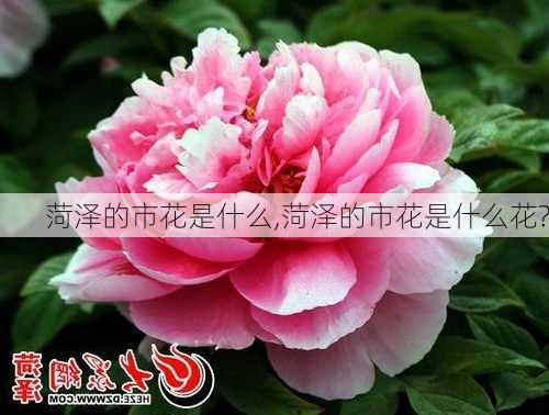 菏泽的市花是什么,菏泽的市花是什么花?