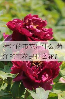 菏泽的市花是什么,菏泽的市花是什么花?-第3张图片-花卉百科