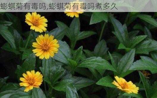 蟛蜞菊有毒吗,蟛蜞菊有毒吗煮多久-第3张图片-花卉百科