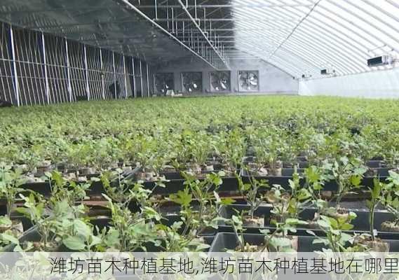 潍坊苗木种植基地,潍坊苗木种植基地在哪里