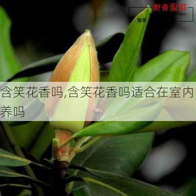 含笑花香吗,含笑花香吗适合在室内养吗-第3张图片-花卉百科