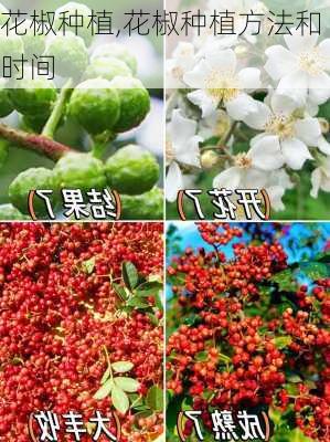 花椒种植,花椒种植方法和时间-第3张图片-花卉百科