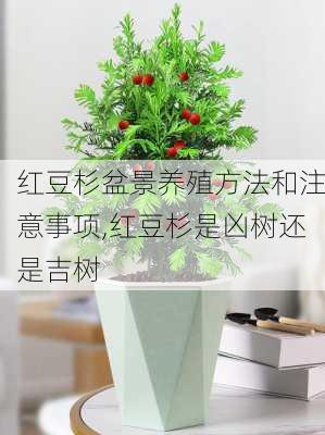 红豆杉盆景养殖方法和注意事项,红豆杉是凶树还是吉树