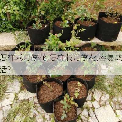 怎样栽月季花,怎样栽月季花,容易成活?-第3张图片-花卉百科