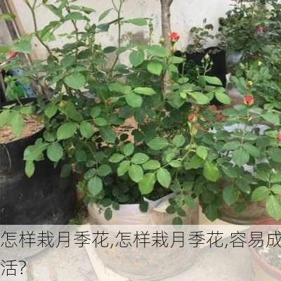 怎样栽月季花,怎样栽月季花,容易成活?-第2张图片-花卉百科