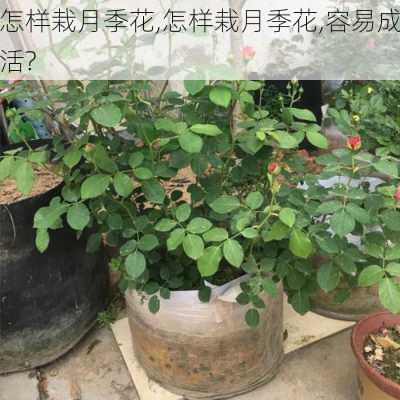 怎样栽月季花,怎样栽月季花,容易成活?