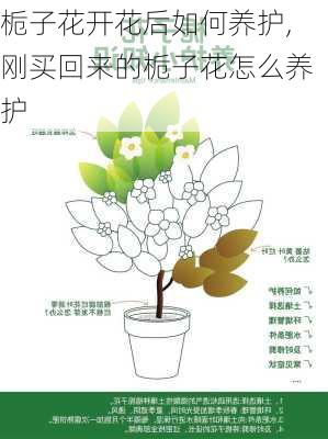 栀子花开花后如何养护,刚买回来的栀子花怎么养护