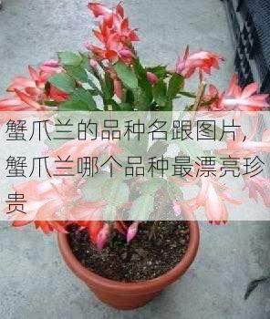 蟹爪兰的品种名跟图片,蟹爪兰哪个品种最漂亮珍贵