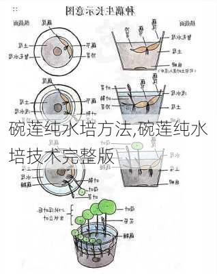 碗莲纯水培方法,碗莲纯水培技术完整版