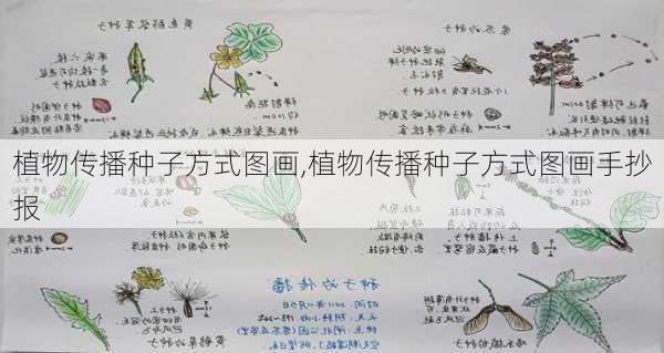 植物传播种子方式图画,植物传播种子方式图画手抄报