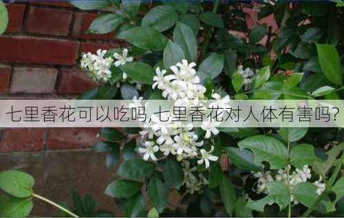 七里香花可以吃吗,七里香花对人体有害吗?