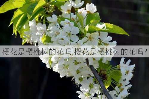 樱花是樱桃树的花吗,樱花是樱桃树的花吗?