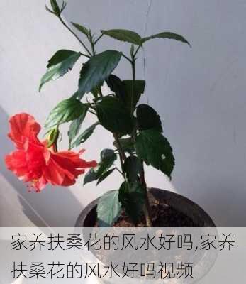 家养扶桑花的风水好吗,家养扶桑花的风水好吗视频