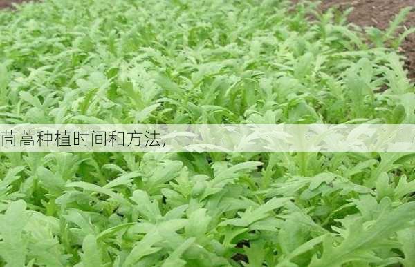 茼蒿种植时间和方法,