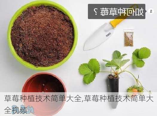 草莓种植技术简单大全,草莓种植技术简单大全视频-第3张图片-花卉百科