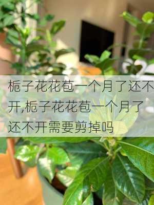 栀子花花苞一个月了还不开,栀子花花苞一个月了还不开需要剪掉吗