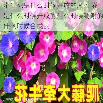 牵牛花是什么时候开放的,牵牛花是什么时候开放的什么时候凋谢的什么时候合拢的-第1张图片-花卉百科