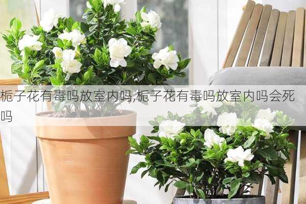 栀子花有毒吗放室内吗,栀子花有毒吗放室内吗会死吗