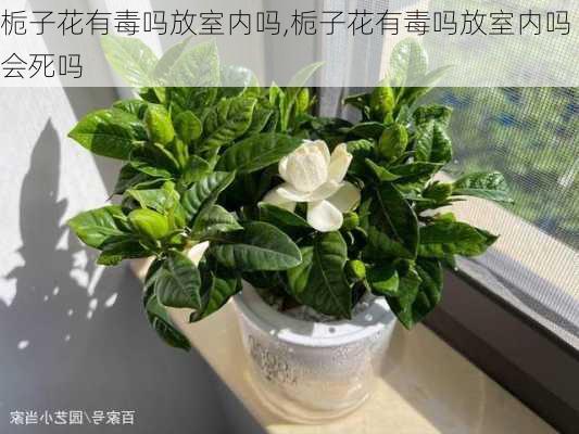 栀子花有毒吗放室内吗,栀子花有毒吗放室内吗会死吗-第3张图片-花卉百科