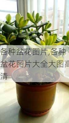 各种盆花图片,各种盆花图片大全大图高清