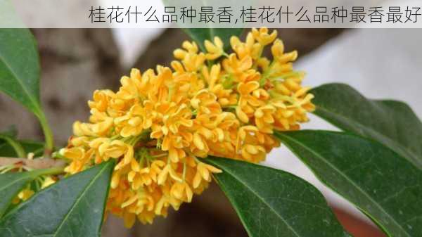 桂花什么品种最香,桂花什么品种最香最好