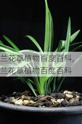 兰花草植物百度百科,兰花草植物百度百科