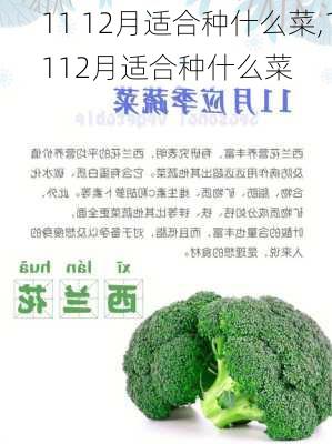 11 12月适合种什么菜,1112月适合种什么菜