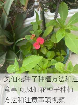 凤仙花种子种植方法和注意事项,凤仙花种子种植方法和注意事项视频-第3张图片-花卉百科