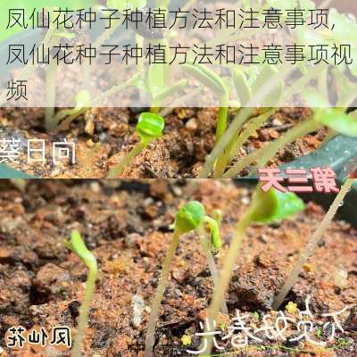 凤仙花种子种植方法和注意事项,凤仙花种子种植方法和注意事项视频-第1张图片-花卉百科