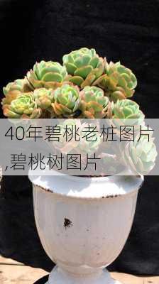 40年碧桃老桩图片,碧桃树图片